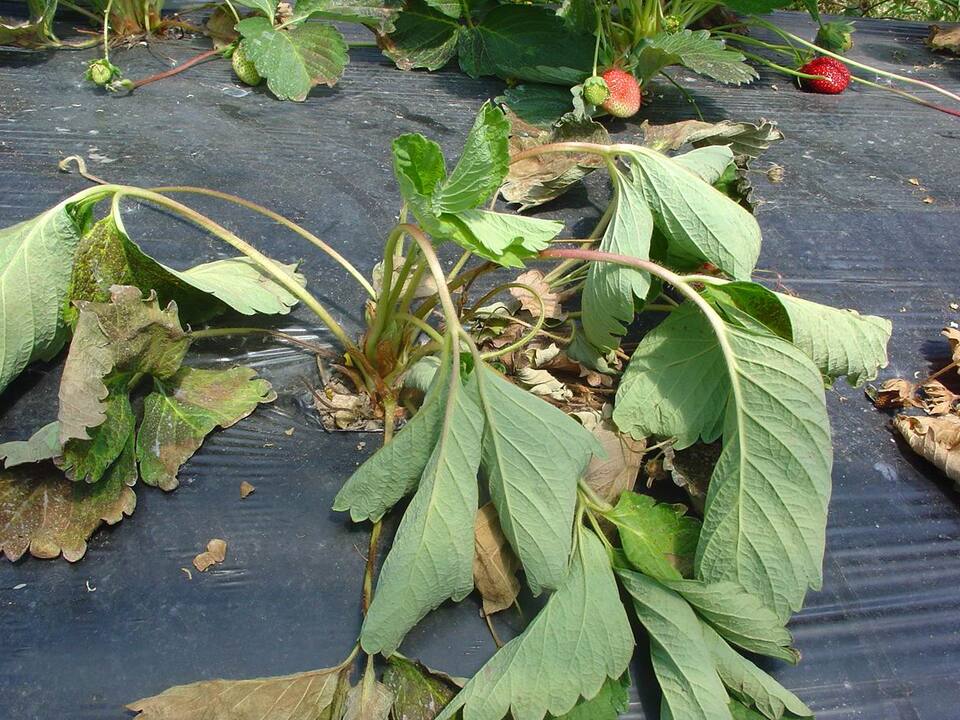 Planta murcha, afetada pela podridão de fitóftora