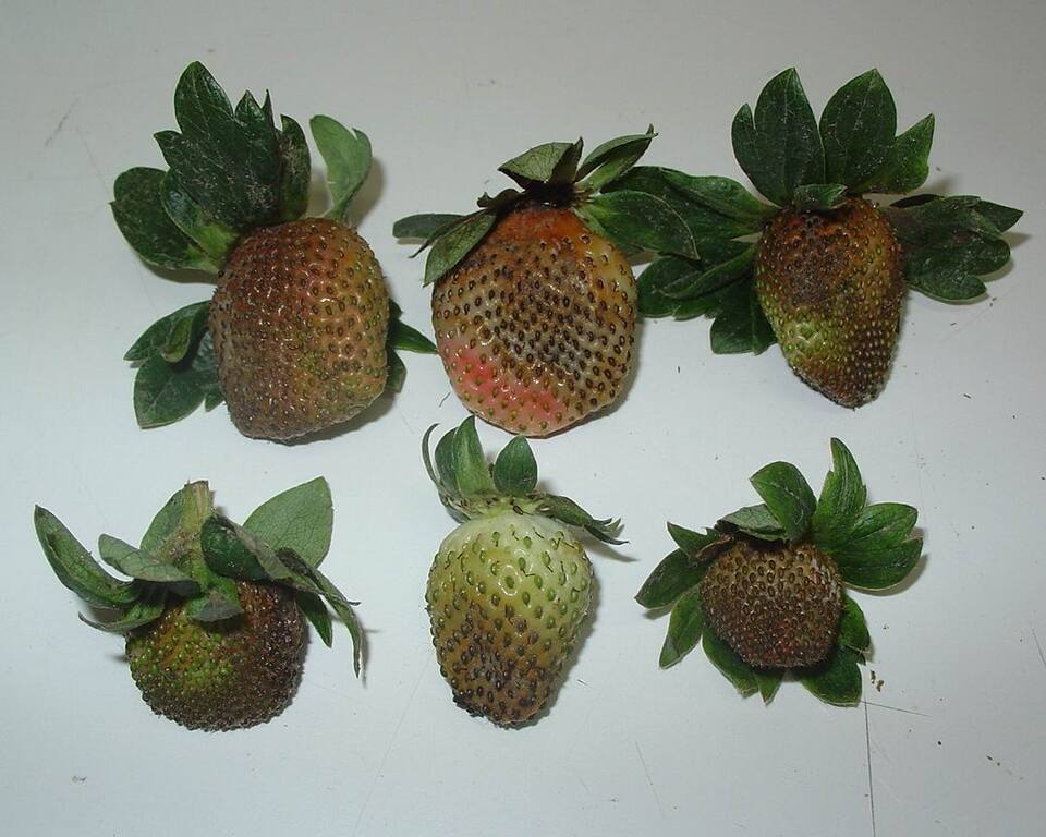 Frutos de morangueiro com manchas marrom, com textura áspera e coriácea, devido a podridão de fitóftora
