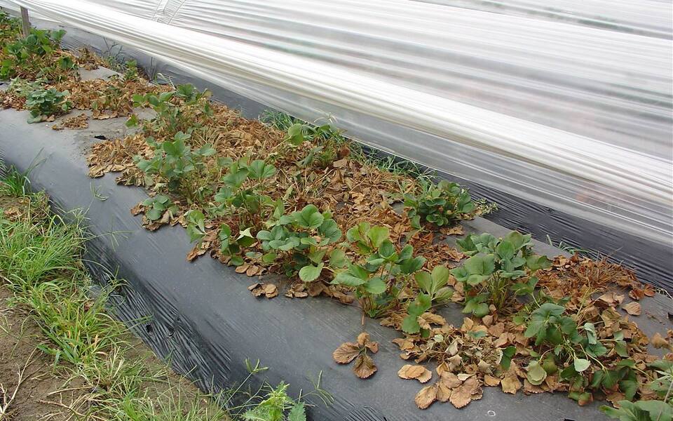 Plantas murchas, secas e mortas, devido a podridão de fitóftora