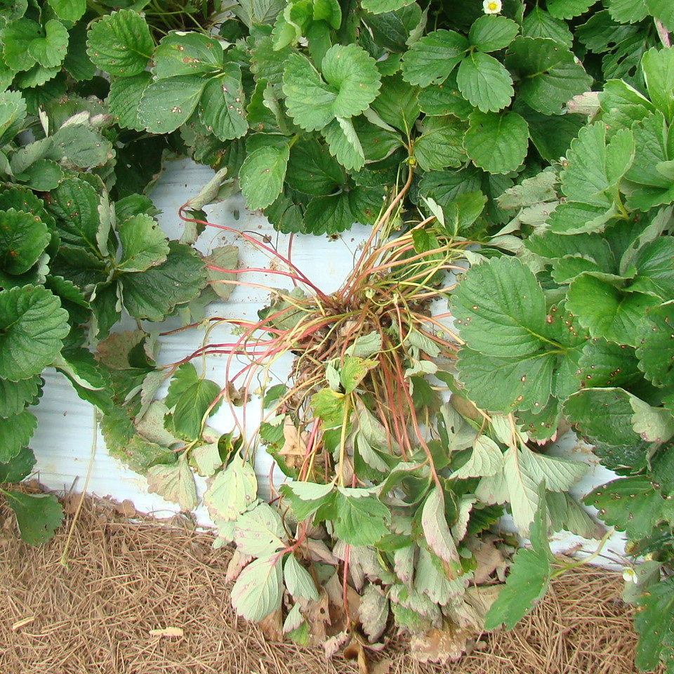 Planta de morangueiro com sintomas de murcha devido ao ataque de podridão do colo causada por <i>Sclerotium rolfsii</i>