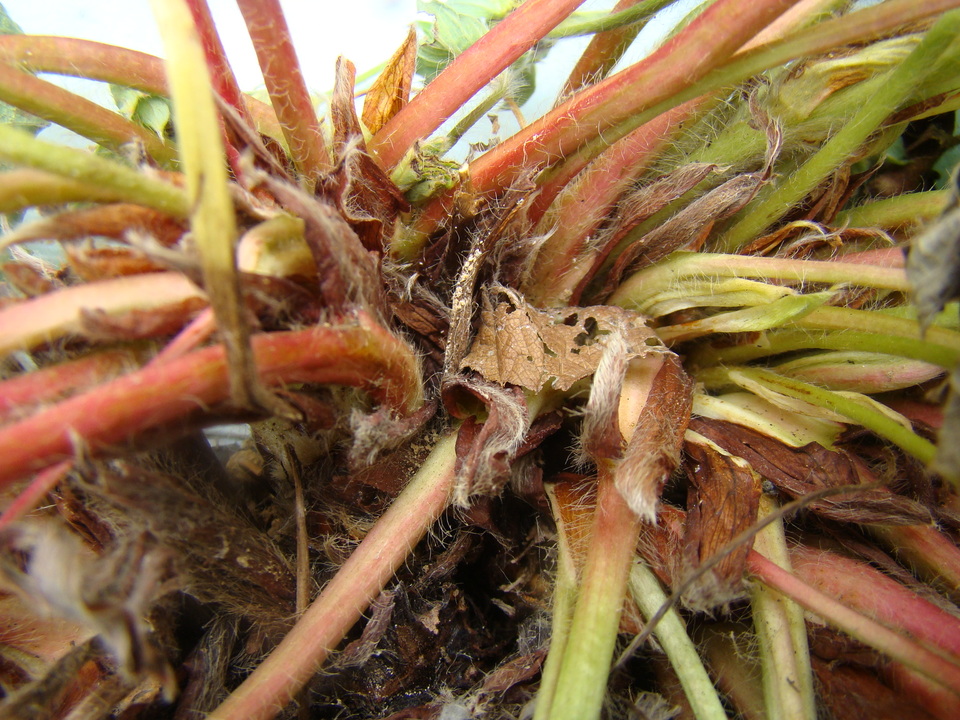 Planta de morangueiro com sintomas de podridão do colo causada por <i>Sclerotium rolfsii</i>