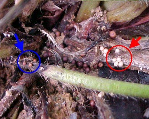 Planta de morangueiro com sintomas de podridão do colo causada por <i>Sclerotium rolfsii</i>, com presença de escleródios brancos (seta com círculo vermelho) e marrons (seta com círculo azul) sobre a lesão