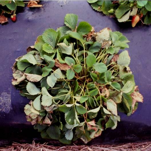 Planta de morangueiro com murchamento e seca de folhas, devido ao ataque de podridão negra das raízes causada por <i>Rhizoctonia fragariae</i>
