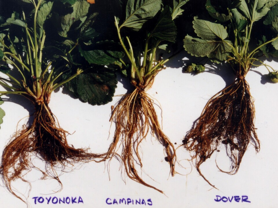 Plantas de morangueiro com raízes necrosadas, devido ao ataque de podridão negra das raízes causada por <i>Rhizoctonia fragariae</i>