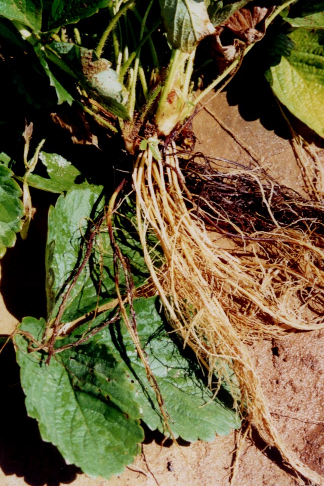 Plantas de morangueiro com parte das raízes necrosadas e emissão de novas raízes, devido ao ataque de podridão negra das raízes causada por <i>Rhizoctonia fragariae</i>