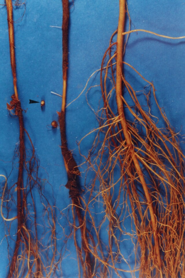 Raízes de morangueiro necrosadas e com desprendimento da casca devido ao ataque de podridão negra da raiz, causada por <i>Rhizoctonia fragariae</i>