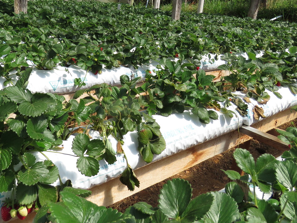 Plantas de morangueiro, no sistema semi-hidropônico, com murchamento e seca de folhas, devido ao ataque de podridão negra das raízes causada por <i>Rhizoctonia fragariae</i>