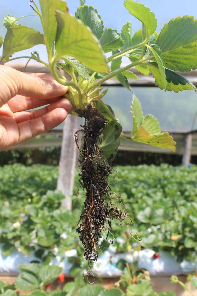 Planta de morangueiro, no sistema semi-hidropônico, pouco desenvolvida e com raízes necrosadas, devido ao ataque de podridão negra das raízes causada por <i>Rhizoctonia fragariae</i>