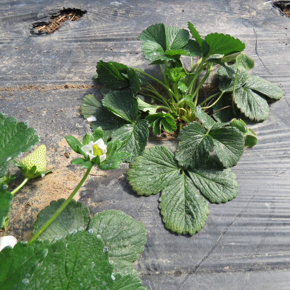 Planta de morangueiro pouco desenvolvida, enfezada e com sintomas bem leves de murcha, devido ao ataque de podridão de raiz causada por <i>Pythium</i> spp.