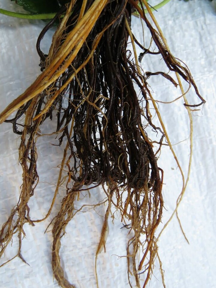 Detalhe do sistema radicular necrosado, atacado pela podridão de raiz causada por <i>Pythium</i> spp.; há emissão de novas raízes, porém com poucas raízes finas e praticamente sem raízes novas partindo da raiz original da muda