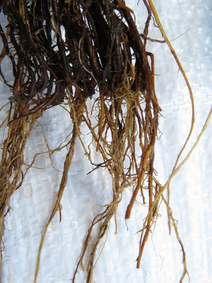 Detalhe do sistema radicular necrosado, atacado pela podridão de raiz causada por <i>Pythium</i> spp.; há emissão de novas raízes, porém com poucas raízes finas e praticamente sem raízes novas partindo da raiz original da muda