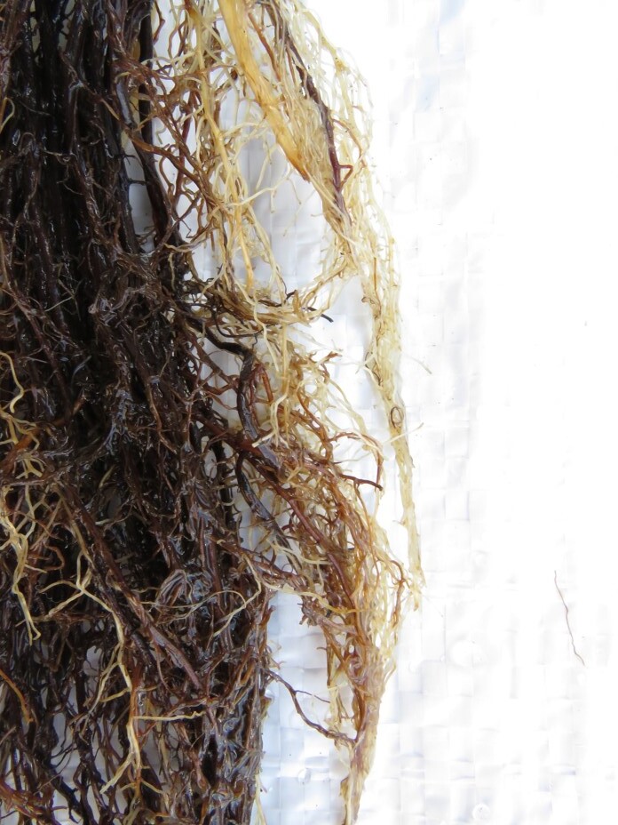 Detalhe do sistema radicular atacado pela podridão de raiz causada por <i>Pythium</i> spp.; As raízes originais da muda estão necrosadas (bem escuras), e as raízes novas e finas apresentam início de escurecimento, indicando danos de necrose pelo ataque do fungo
