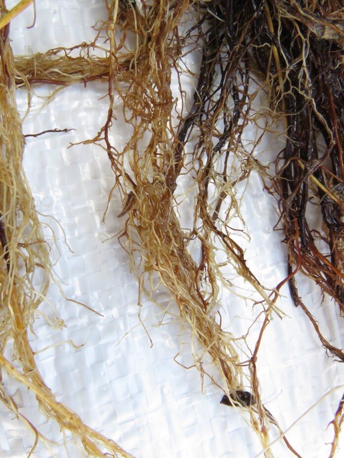 Detalhe do sistema radicular atacado pela podridão de raiz causada por <i>Pythium</i> spp.; As raízes originais da muda estão necrosadas (bem escuras), e as raízes novas e finas apresentam início de escurecimento, indicando danos de necrose pelo ataque do fungo