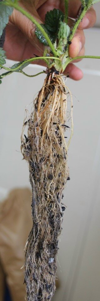 Planta de morangueiro sadia, com raízes de cor clara e presença de muitas raízes finas