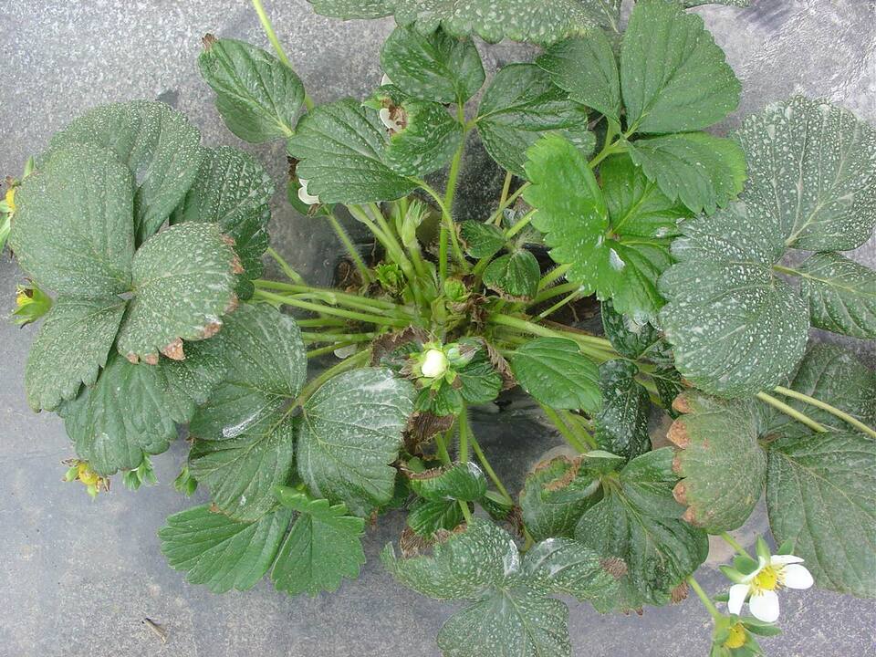 Planta de morangueiro com queima de bordas das folhas novas devido ao déficit hídrico