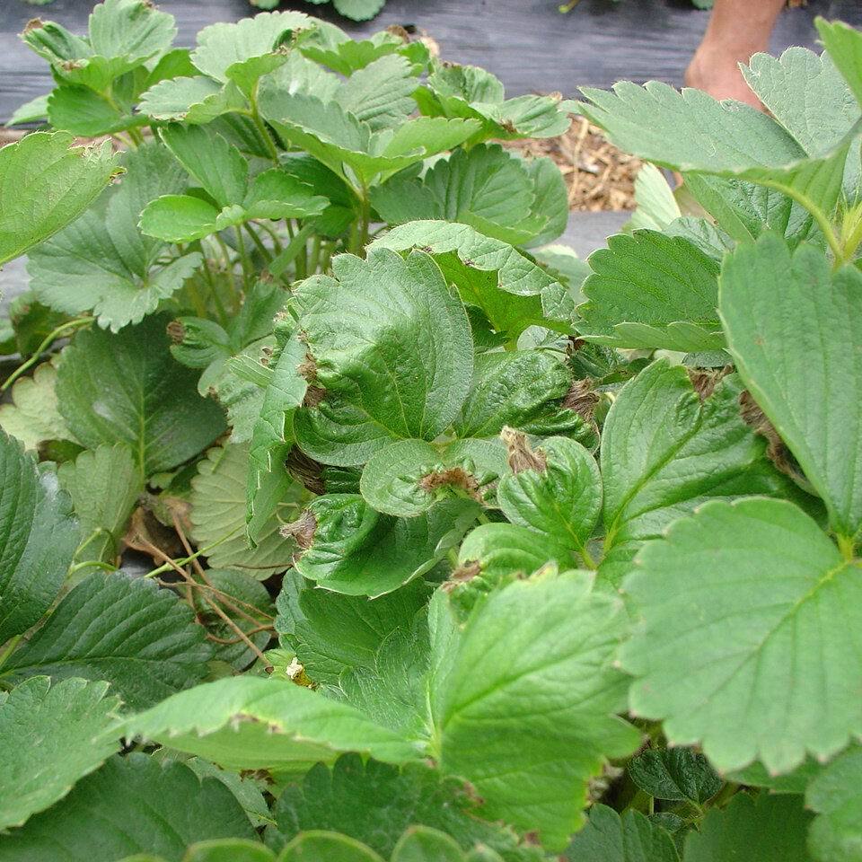 Planta de morangueiro com queima de bordas das folhas novas devido ao déficit hídrico