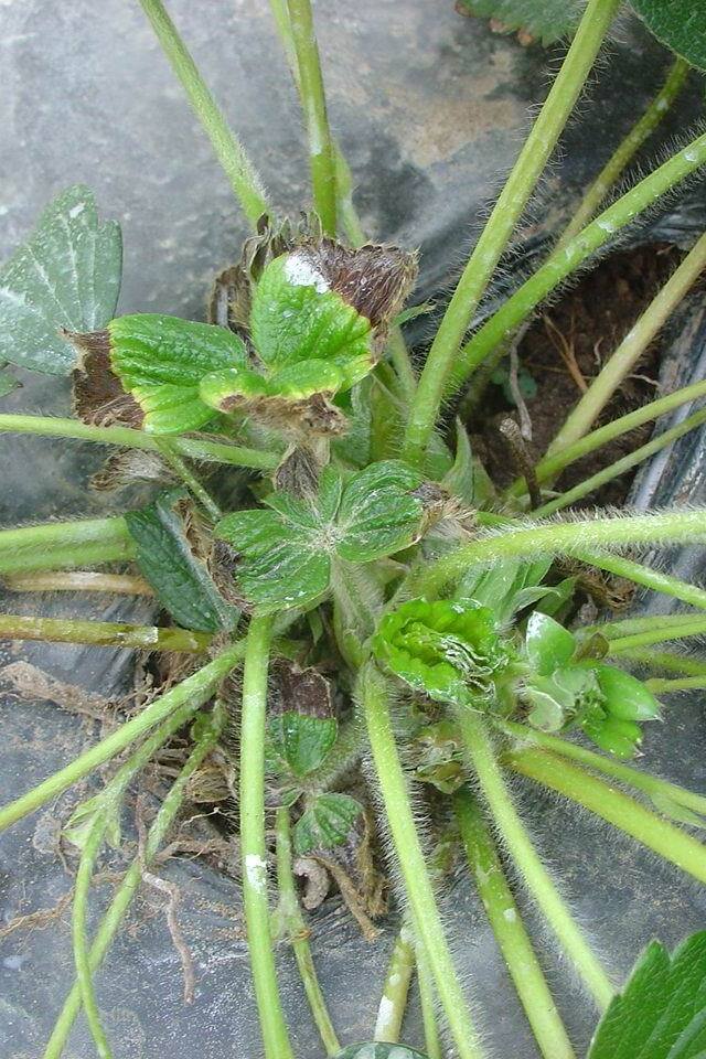 Planta de morangueiro com queima de bordas das folhas novas devido ao déficit hídrico