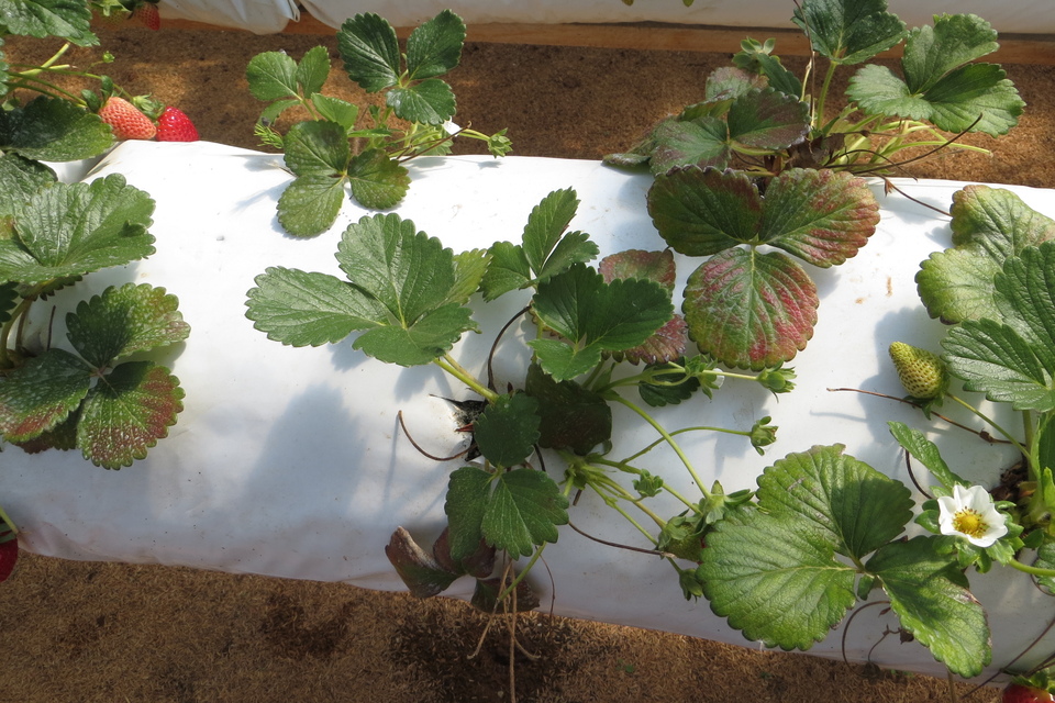 Plantas de morangueiro cultivadas em sistema semi-hidropônico com sintomas de avermelhamento das folhas mais velhas