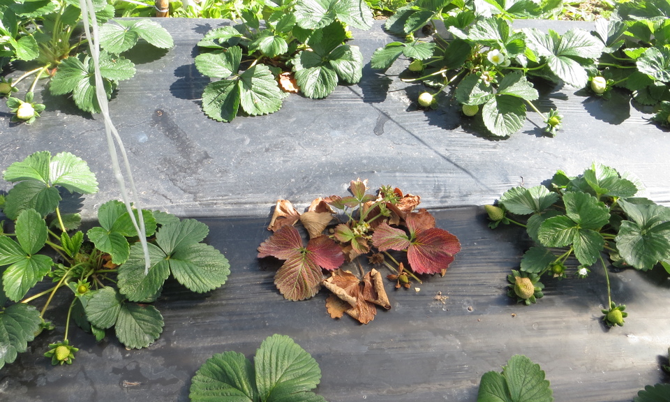 Planta de morangueiro subdesenvolvida e com sintomas de avermelhamento das folhas, entre outras plantas normais
