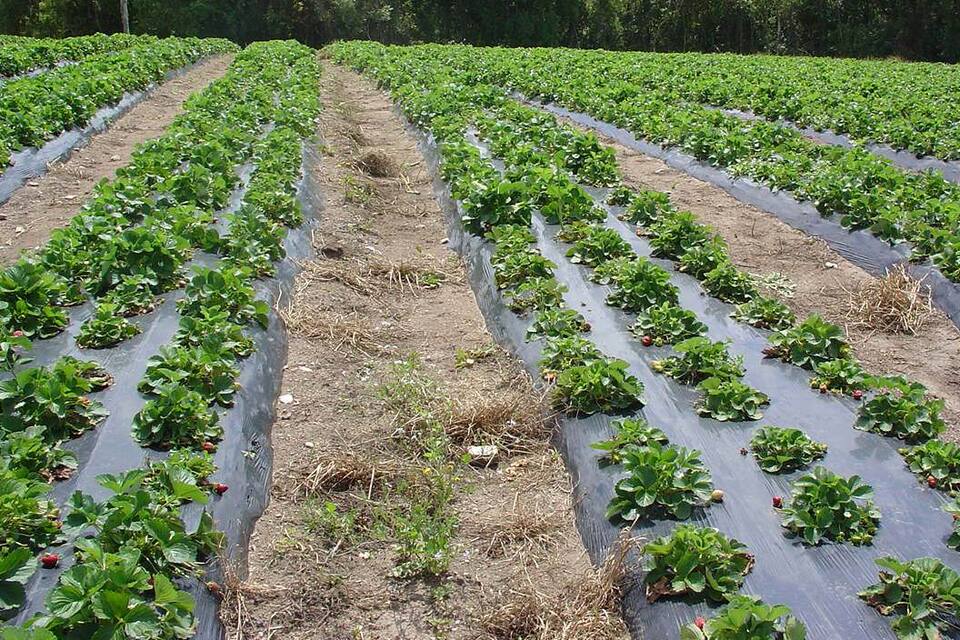 Canteiro de morangueiro com plantas com desenvolvimento normal e plantas menos desenvolvidas, afetadas pela murcha de verticílio