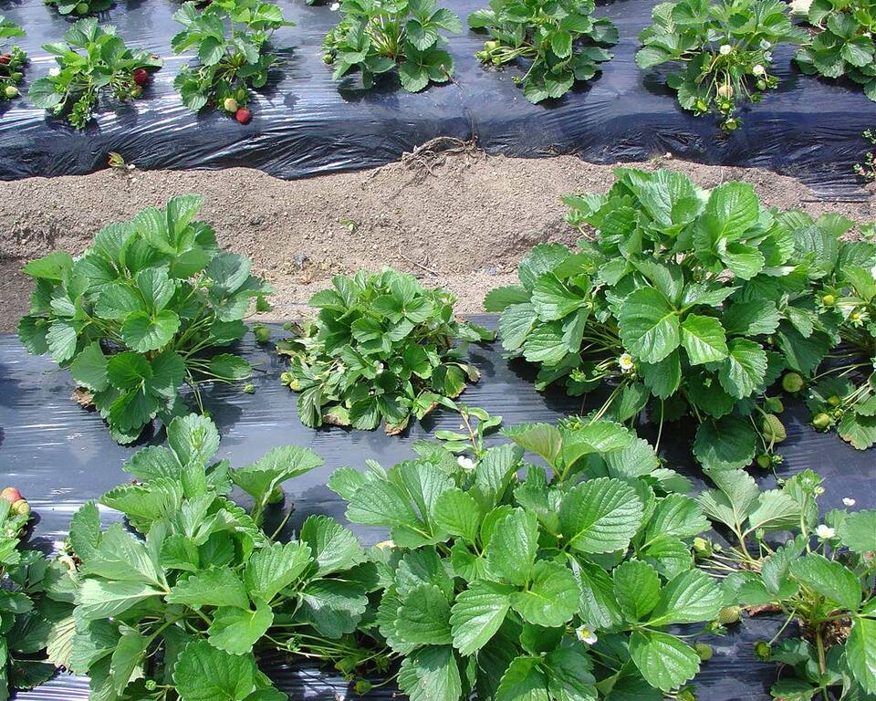 Planta afetada pela murcha de verticílio, pouco desenvolvida (centro), quando comparada com as demais