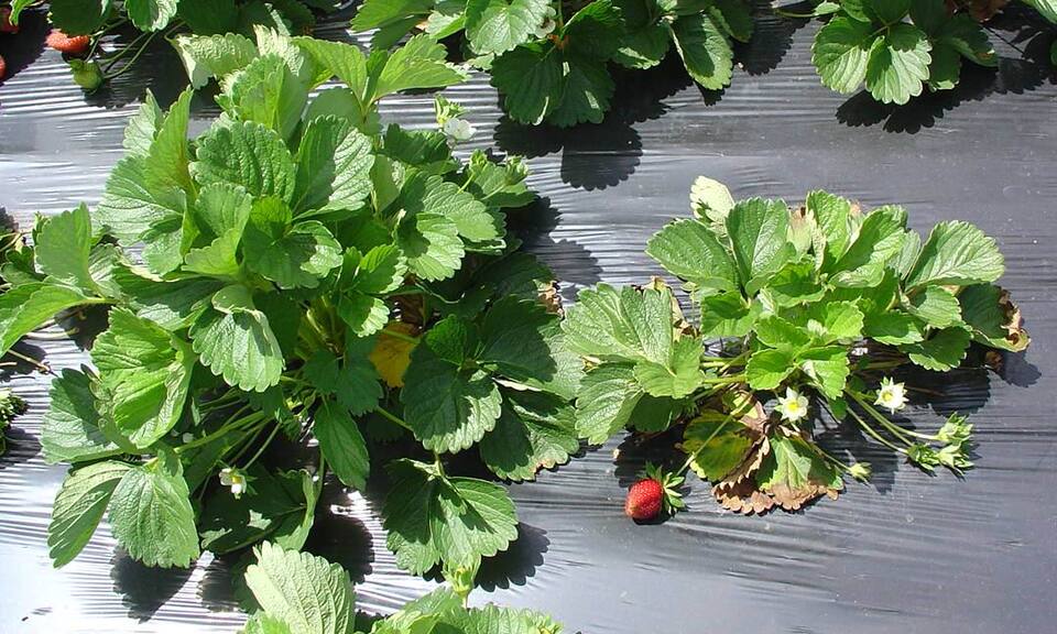 Planta normal (esquerda) e planta pouco desenvolvida, afetada pela murcha de verticílio (direita)