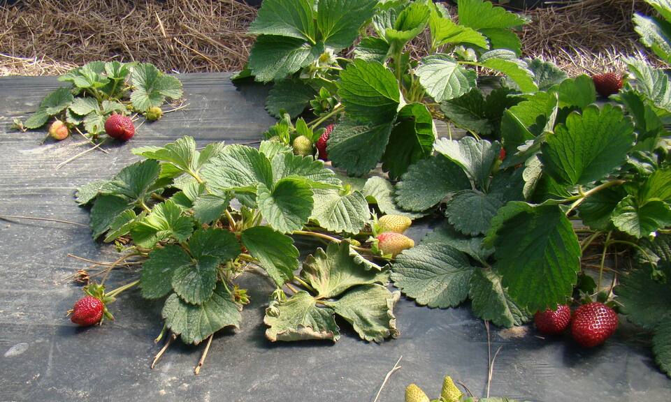 Planta com murcha de verticílio apresentando sintomas de murcha e início de seca das folhas mais velhas