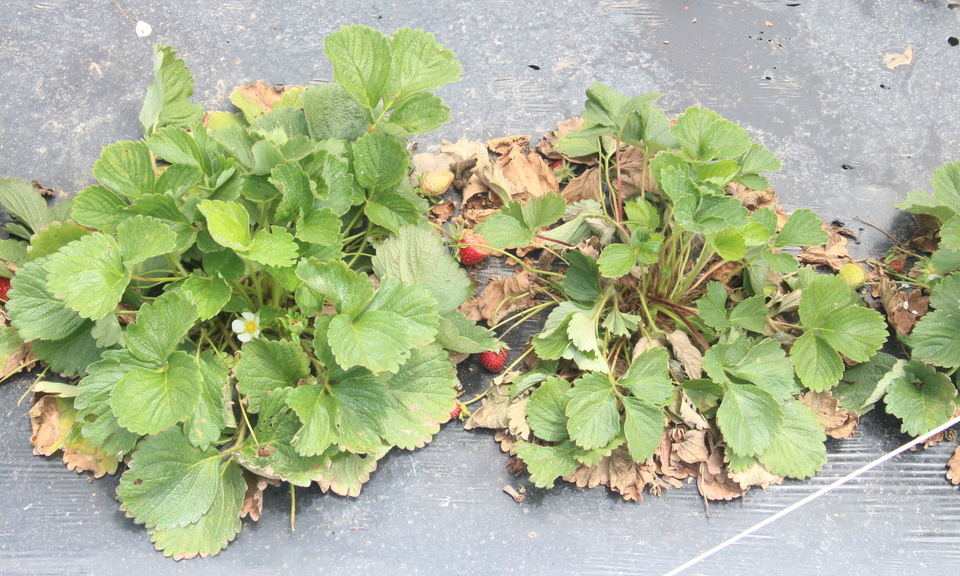 Planta com murcha de verticílio apresentando sintomas de murcha e início de seca das folhas mais velhas (mais severo na planta da direita)