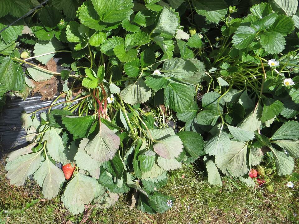Folhas murchas nas horas mais quentes do dia, em planta com murcha de verticílio