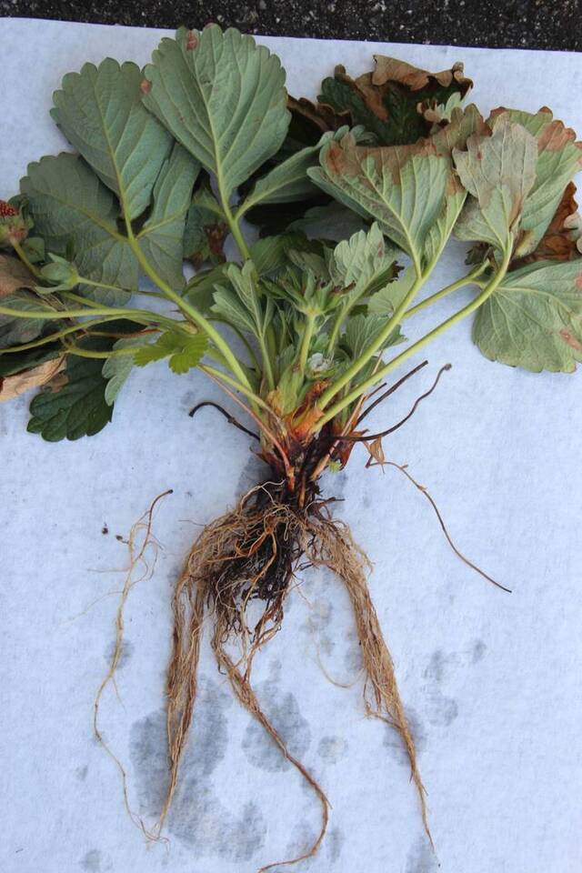 Planta com murcha de verticílio apresentando sintomas de murcha e início de seca das folhas e raízes menos desenvolvidas