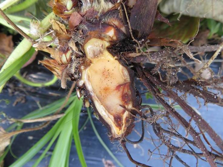 Corte longitudinal de coroa de planta afetada pela murcha de verticílio, com pontos necróticos de infecção vascular na parte interna