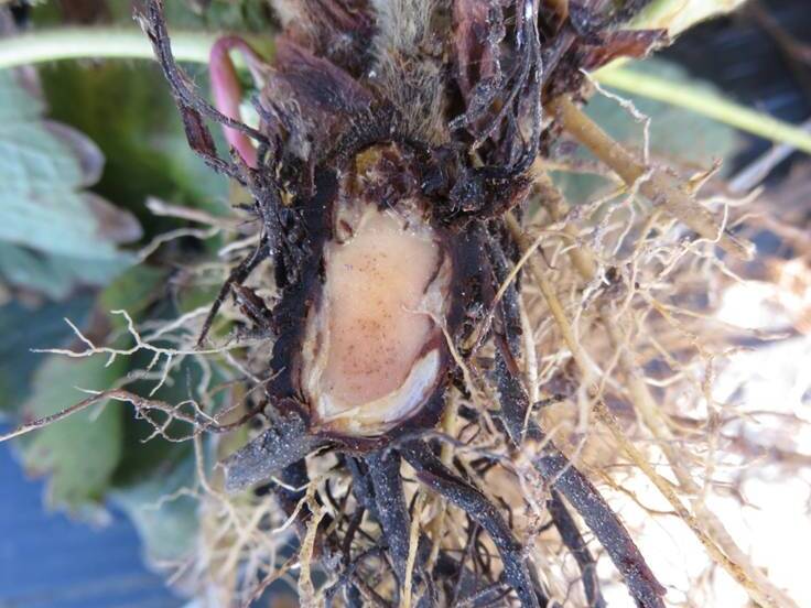 Corte longitudinal de coroa de planta afetada pela murcha de verticílio, com pontos necróticos de infecção vascular na parte interna