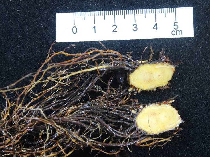 Corte longitudinal de coroas de plantas afetadas pela murcha de verticílio, com pontos necróticos de infecção vascular na parte interna