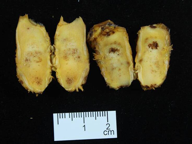 Corte longitudinal de coroas de plantas afetadas pela murcha de verticílio, com pontos necróticos de infecção vascular na parte interna