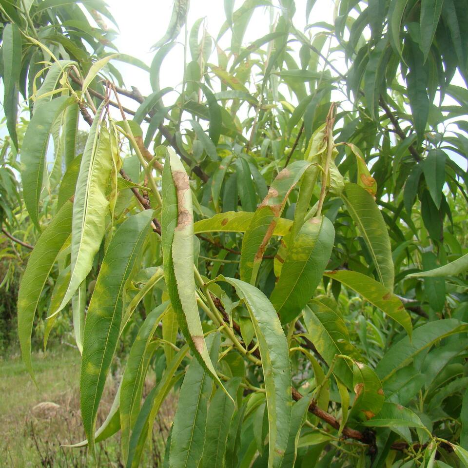 Manchas secas e amareladas em folhas e pontas dos ramos secas, por fitotoxicidade de mistura inadequada de agrotóxicos