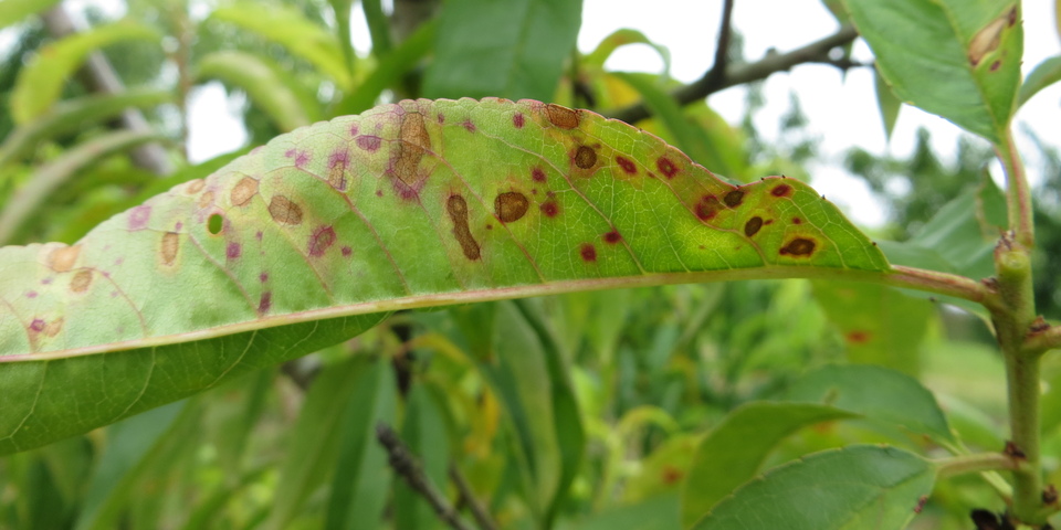 Lesões secas ou avermelhadas em folha de pessegueiro, causadas por fitotoxicidade de mistura inadequada de agrotóxicos