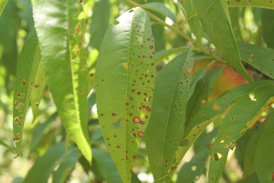 Lesões pontuais secas ou avermelhadas de tamanho variado em folhas de pessegueiro, algumas se desprendendo deixando furos, causadas por fitotoxicidade de agrotóxicos