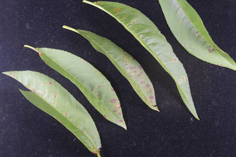 Lesões secas ou avermelhadas em folhas de pessegueiro, causadas por fitotoxicidade de mistura de produtos