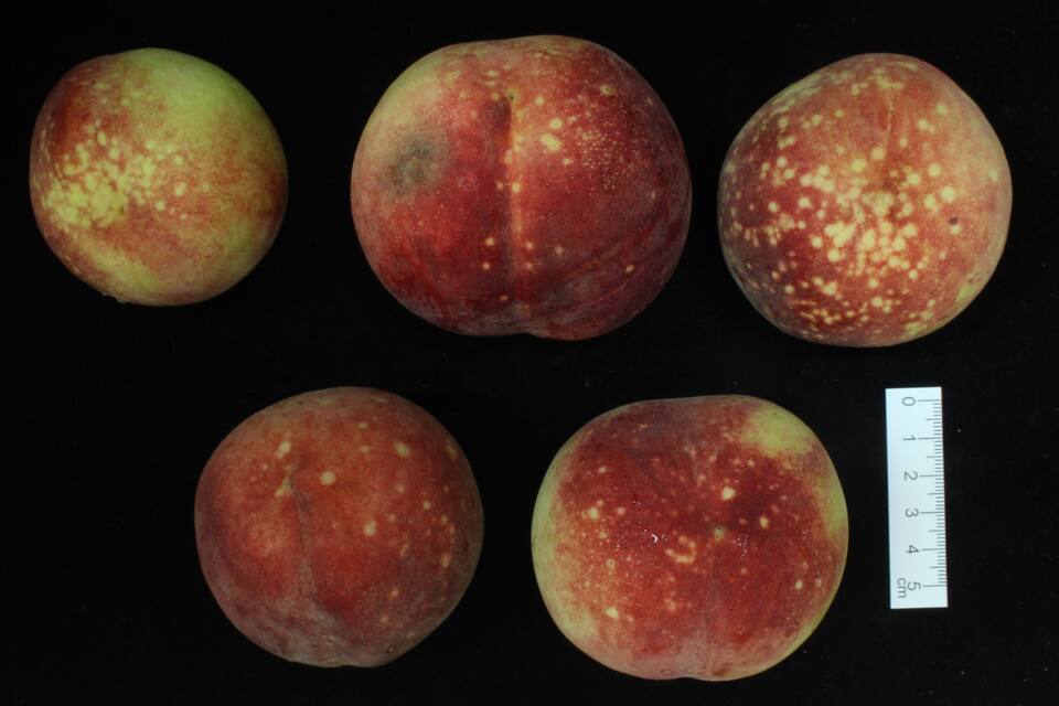 Manchas despigmentadas em frutos causadas por fitotoxicidade de agrotóxicos