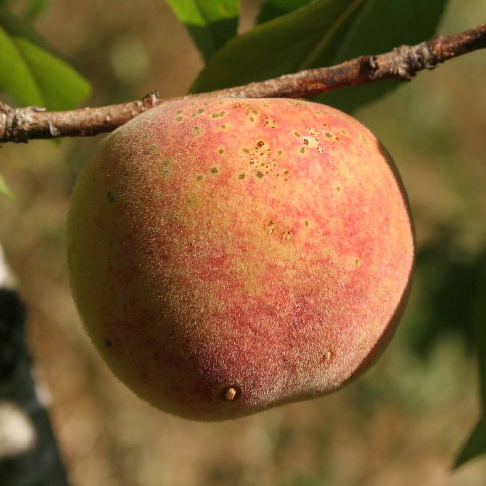 Manchas em fruto causadas por fitotoxicidade de agrotóxicos