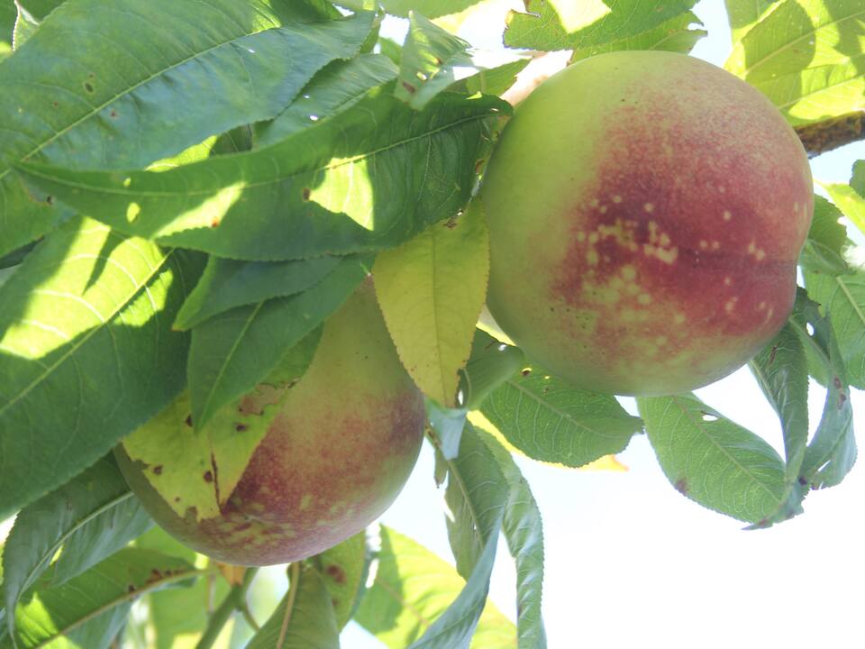 Manchas em folhas e frutos causadas por fitotoxicidade de agrotóxicos
