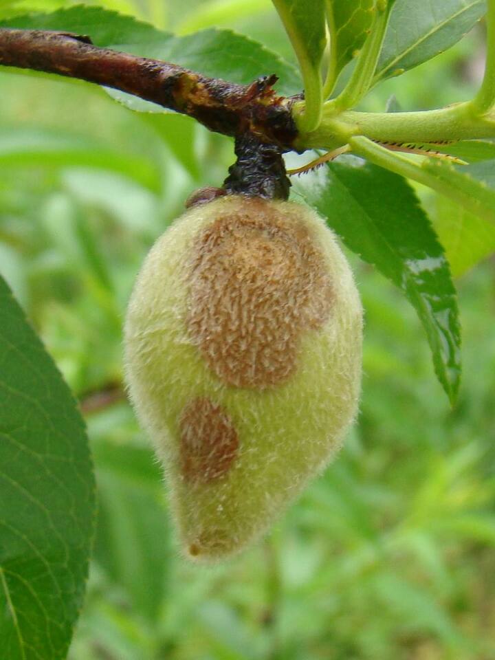 Fruto novo com manchas deprimidas, de formato circular, coloração castanha e consistência firme, causadas por antracnose