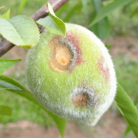Fruto verde com lesões deprimidas e formação de massa de esporos de coloração alaranjada no centro da lesão, causadas por antracnose