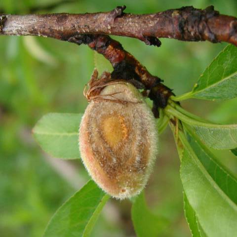 Fruto verde com lesões deprimidas e formação de massa de esporos de coloração alaranjada no centro da lesão, causadas por antracnose