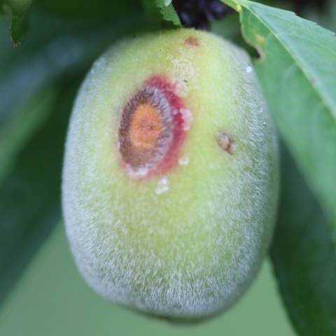 Fruto verde com lesões deprimidas e formação de massa de esporos de coloração alaranjada no centro da lesão, causadas por antracnose