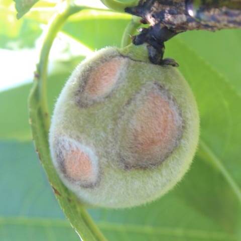 Fruto verde com lesões deprimidas e formação de massa de esporos de coloração alaranjada no centro da lesão, causadas por antracnose