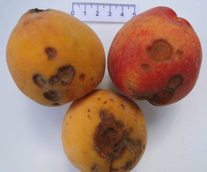 Frutos maduros com lesões avançadas de antracnose e formação concêntrica de massa de esporos de coloração salmão alaranjada