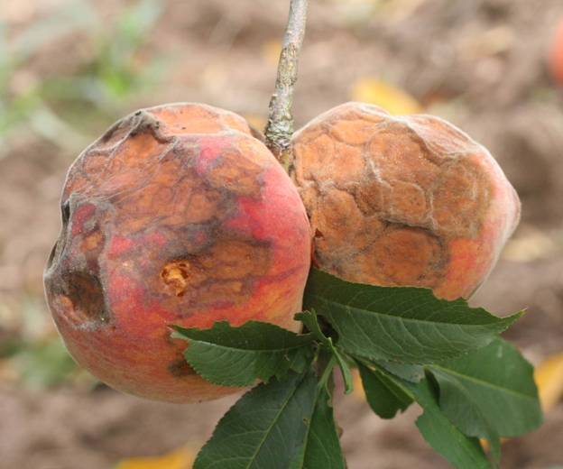 Frutos maduros com lesões avançadas de antracnose e formação concêntrica de massa de esporos de coloração salmão alaranjada