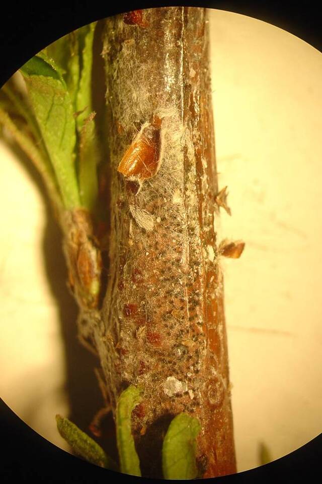 Ramo com estruturas de fungo, acérvulos e massa de esporos (coloração salmão a alaranjada), atacados por antracnose