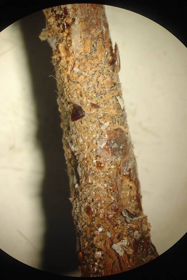 Ramo com estruturas de fungo, acérvulos e massa de esporos (coloração salmão a alaranjada), atacados por antracnose